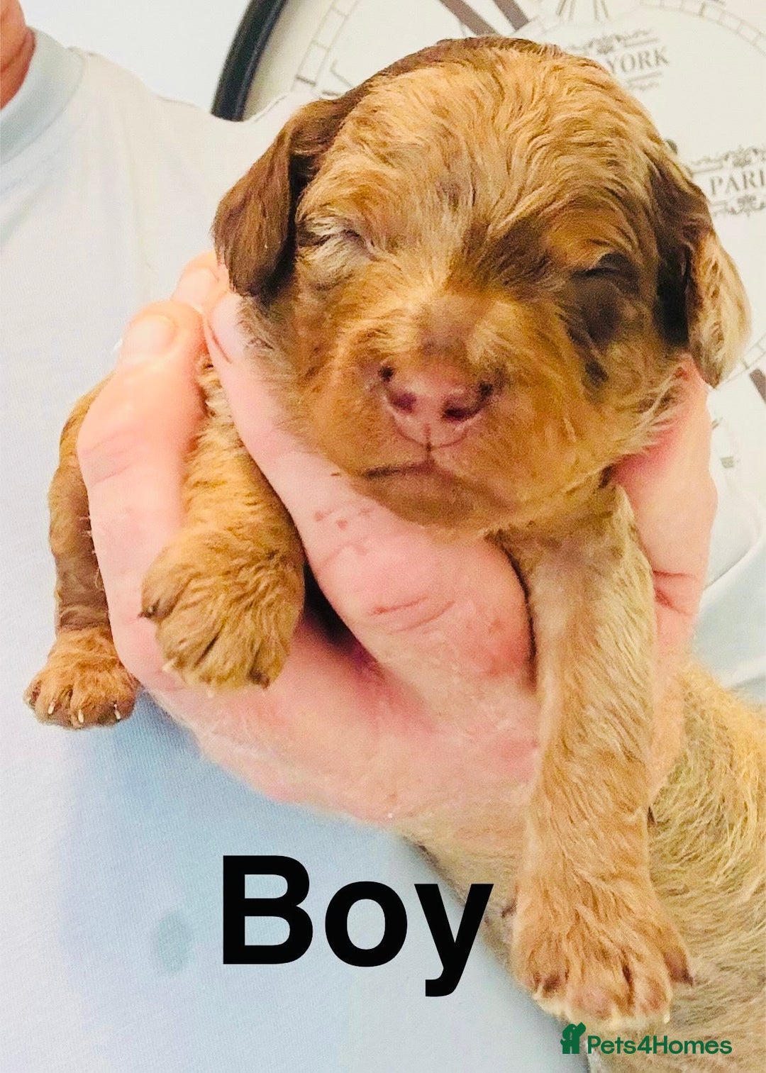Cockapoo dogs for sale: DNA tested cockapoo puppies ready 27th October - Image 2