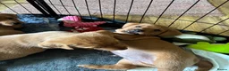 Borador dogs for sale: Fox Red Labrador  Cross Border Collie  in Wellington - Advert 7