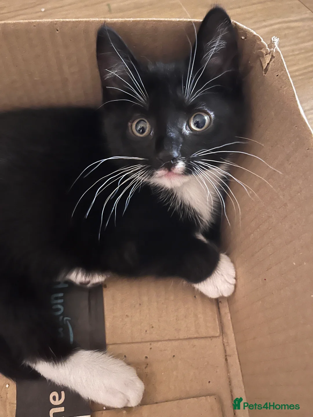 Mixed Breed cats for sale: 5 male kittens ready to find their forever homes.  - Advert 9