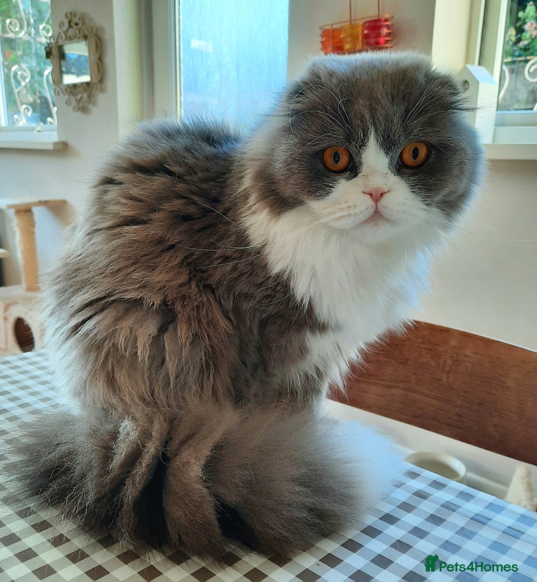 Scottish Fold cats for sale: TICA Registered: Scottish Fold Neutered Young Girl - Advert 8