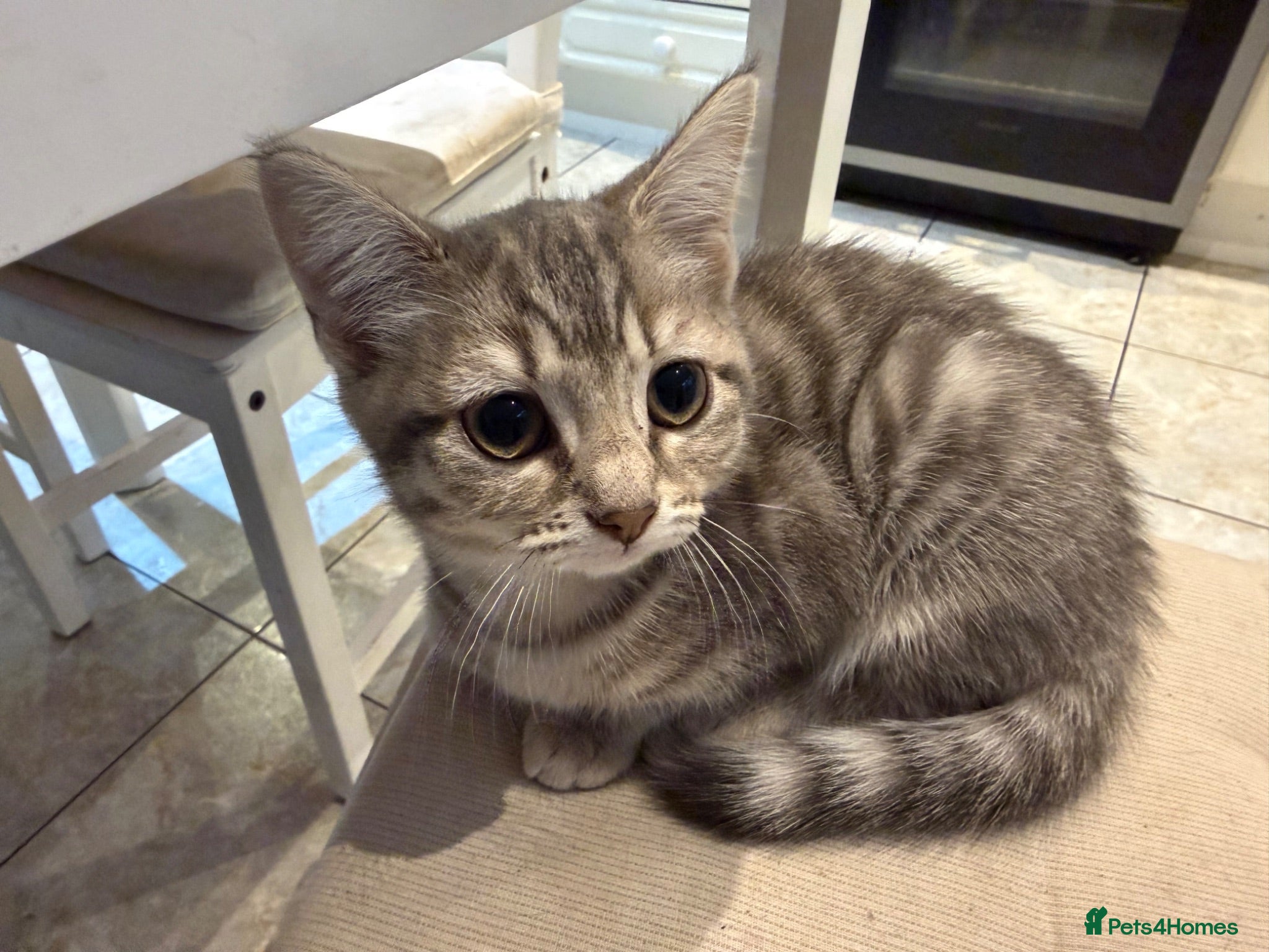 Scottish Fold cats ADORABLE🥰 Only 2 Scottish Straight girls left! 😻 - Advert 14