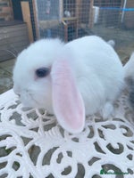 Mini Lop rabbits - Advert 9