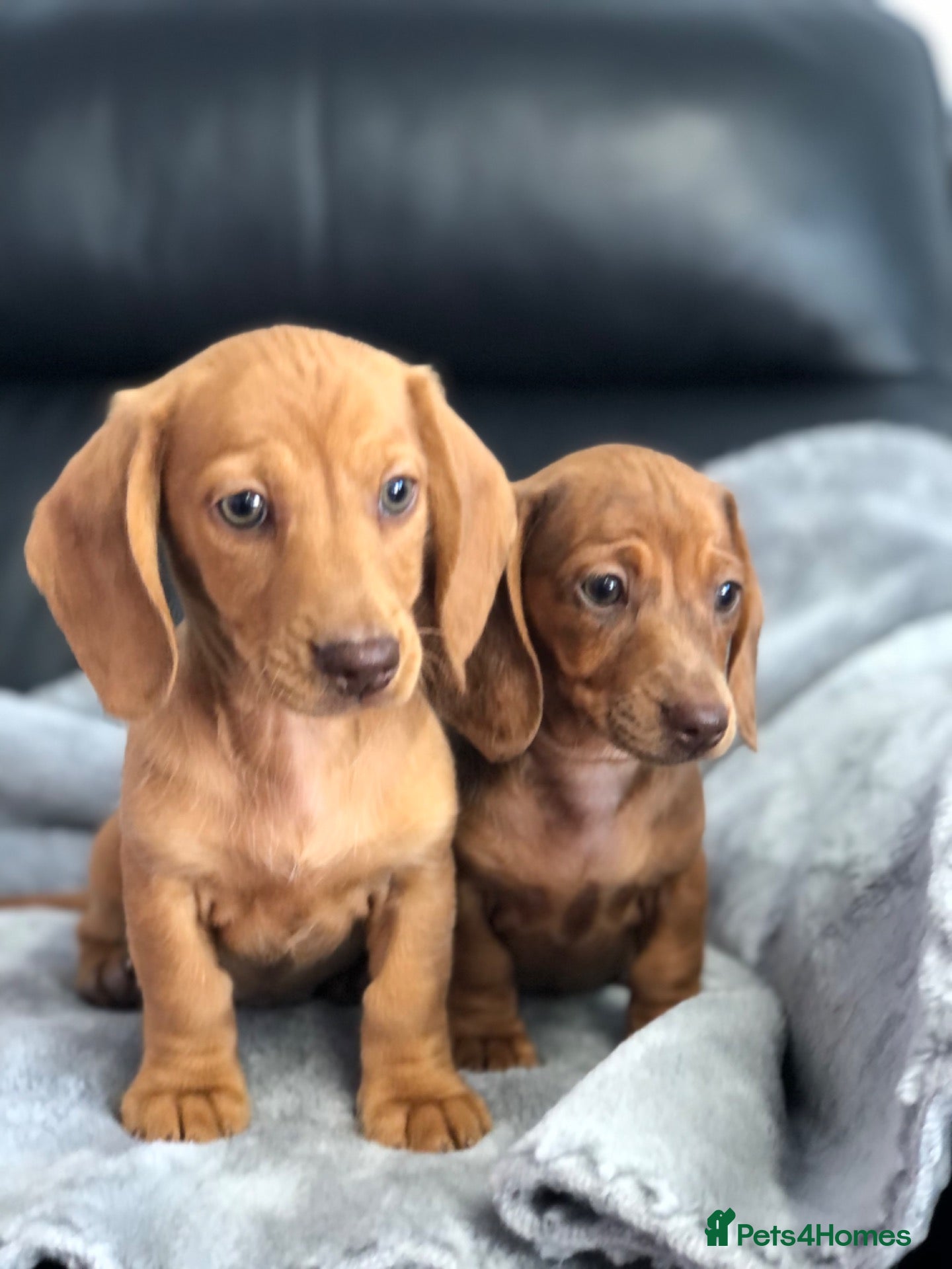 Dachshund dogs Dachshund Puppies - Advert 1