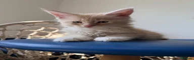 Cream Maine Coon 4