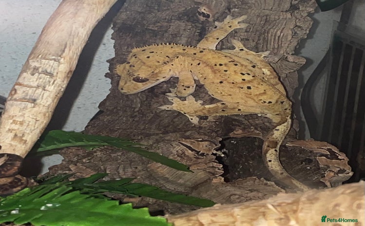Gecko reptiles - Advert 9