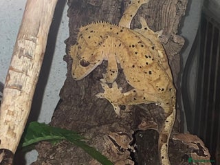 Gecko reptiles - Advert 4
