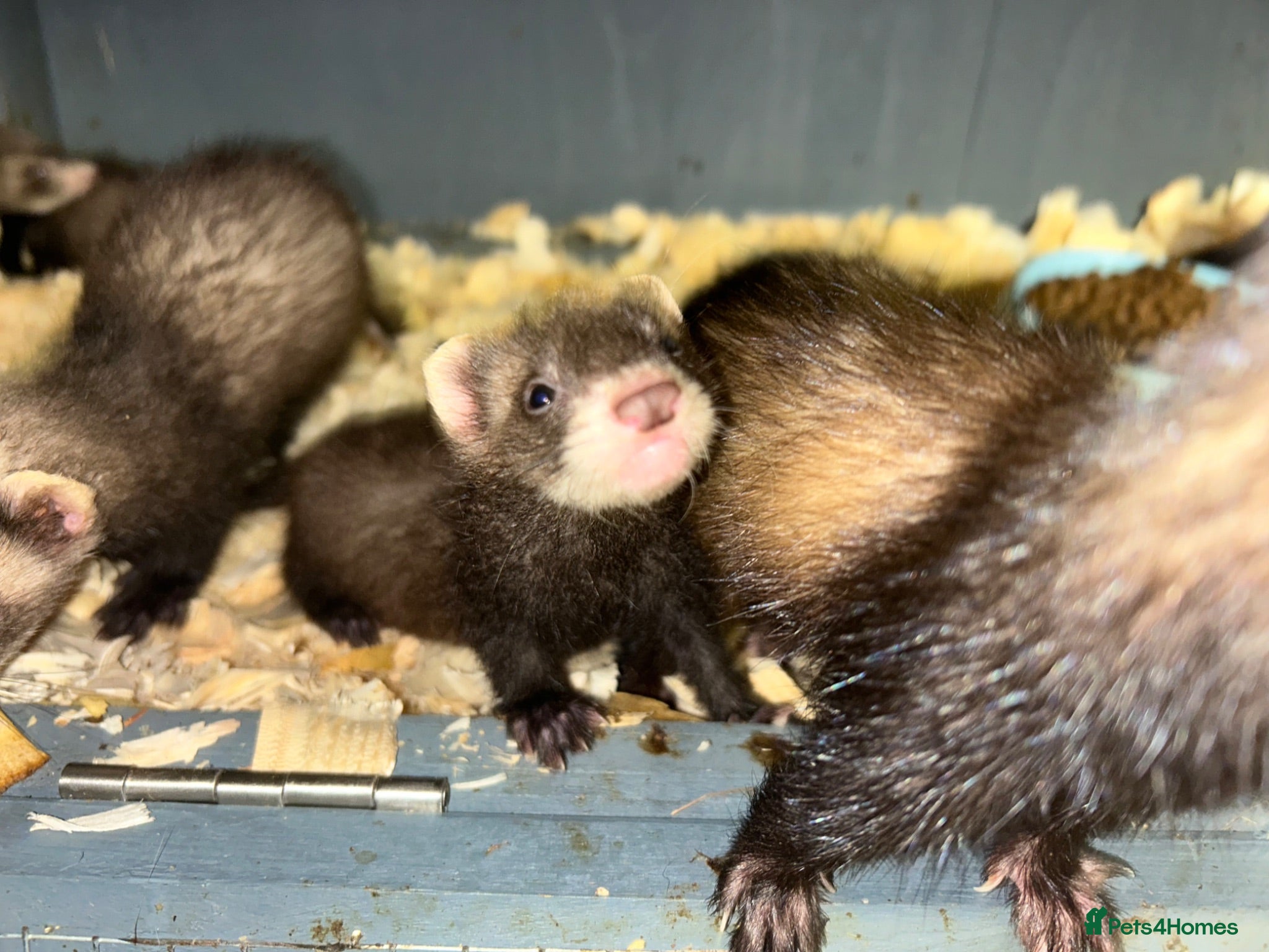 Ferret rodents Micro eu ferrets 8 weeks old hand tame 8 left  - Advert 6
