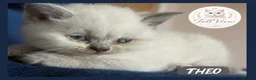 British Shorthair cats for sale: GCCF Pedigree British shorthair kittens  - Advert 22