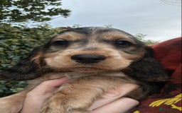 Cocker Spaniel dogs for sale: ⭐️ 1 Girl Ready for new home ⭐️ - Image 1