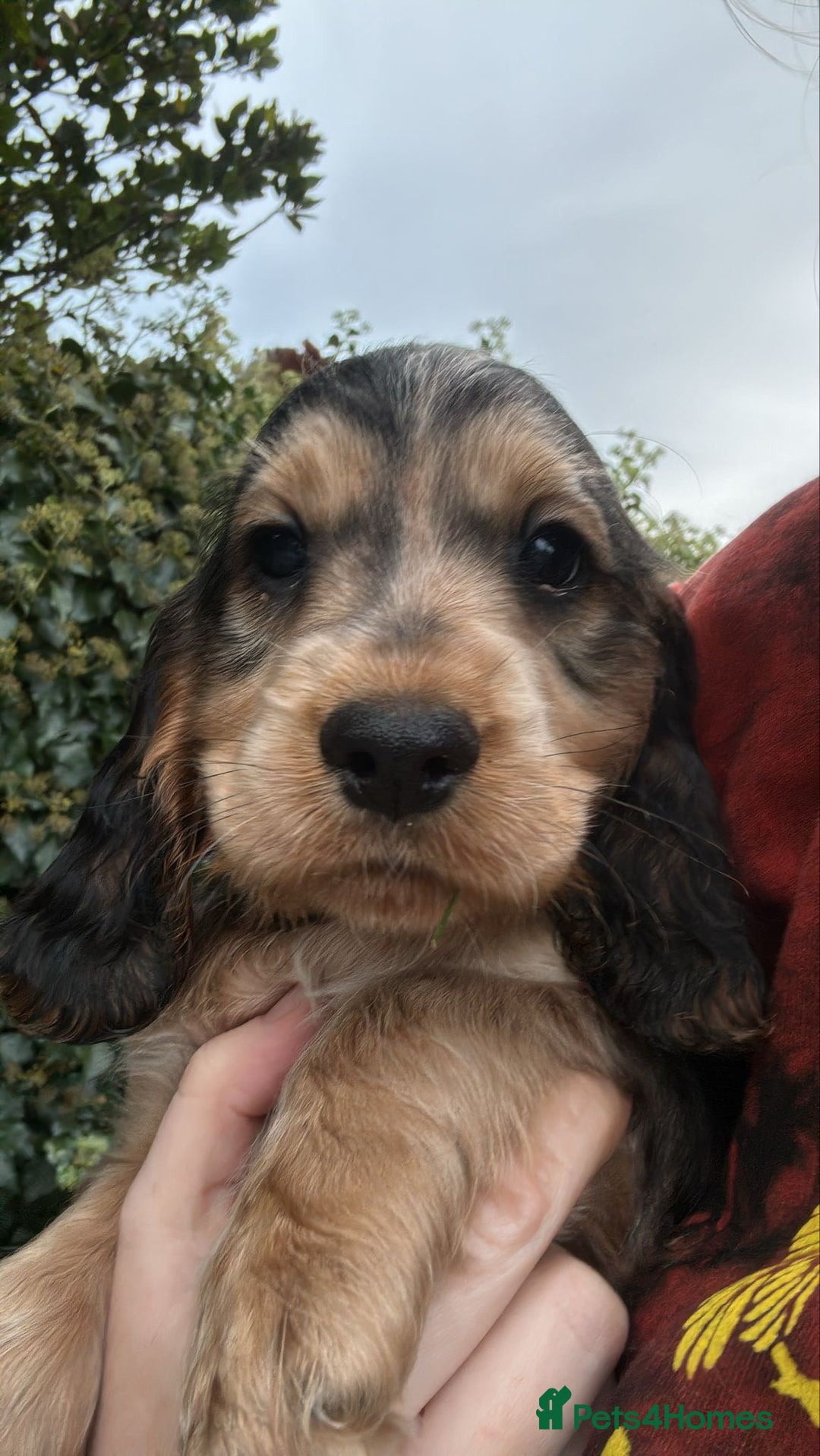Cocker Spaniel dogs for sale: ⭐️ 1 Girl Ready for new home ⭐️ - Image 1