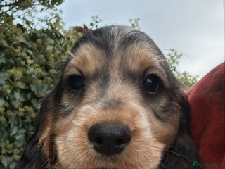 Cocker Spaniel dogs - Advert 25