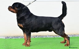 Rottweiler dogs for sale: 🏆 Champion Bred XL Rottweilers 🏆 - Advert 2