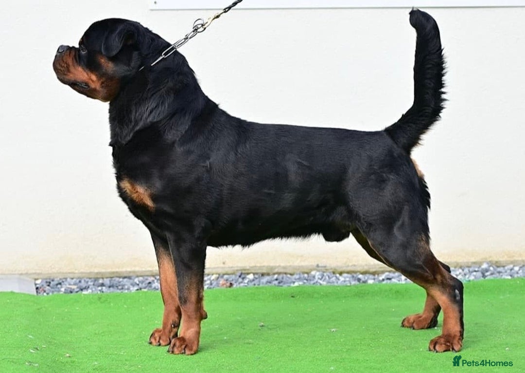 Rottweiler dogs for sale: 🏆 Champion Bred XL Rottweilers 🏆 - Advert 2