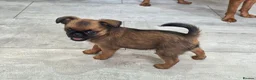 Griffon Bruxellois dogs for sale: Gorgeous griffs - Advert 2
