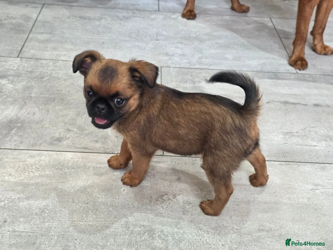 Griffon Bruxellois dogs for sale: Gorgeous griffs - Advert 2