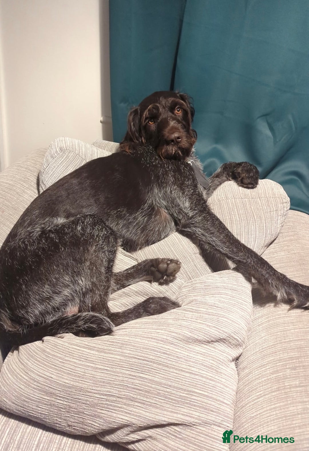 German Wirehaired Pointer dogs for sale: German Wirehaired Pointer For Sale  - Advert 2