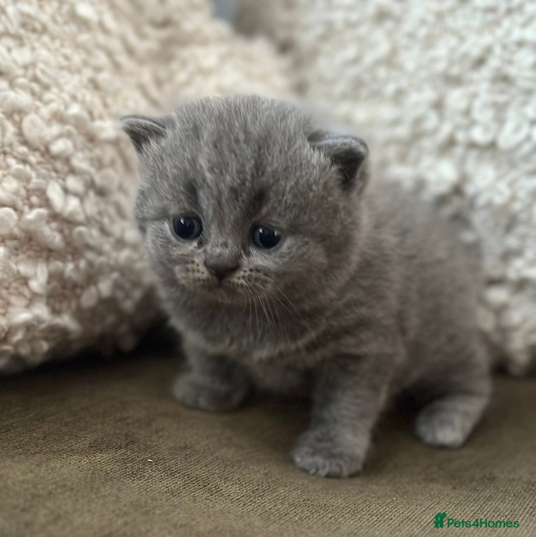 British Shorthair cats for sale: GCCF Registered British Shorthair kittens  - Advert 3