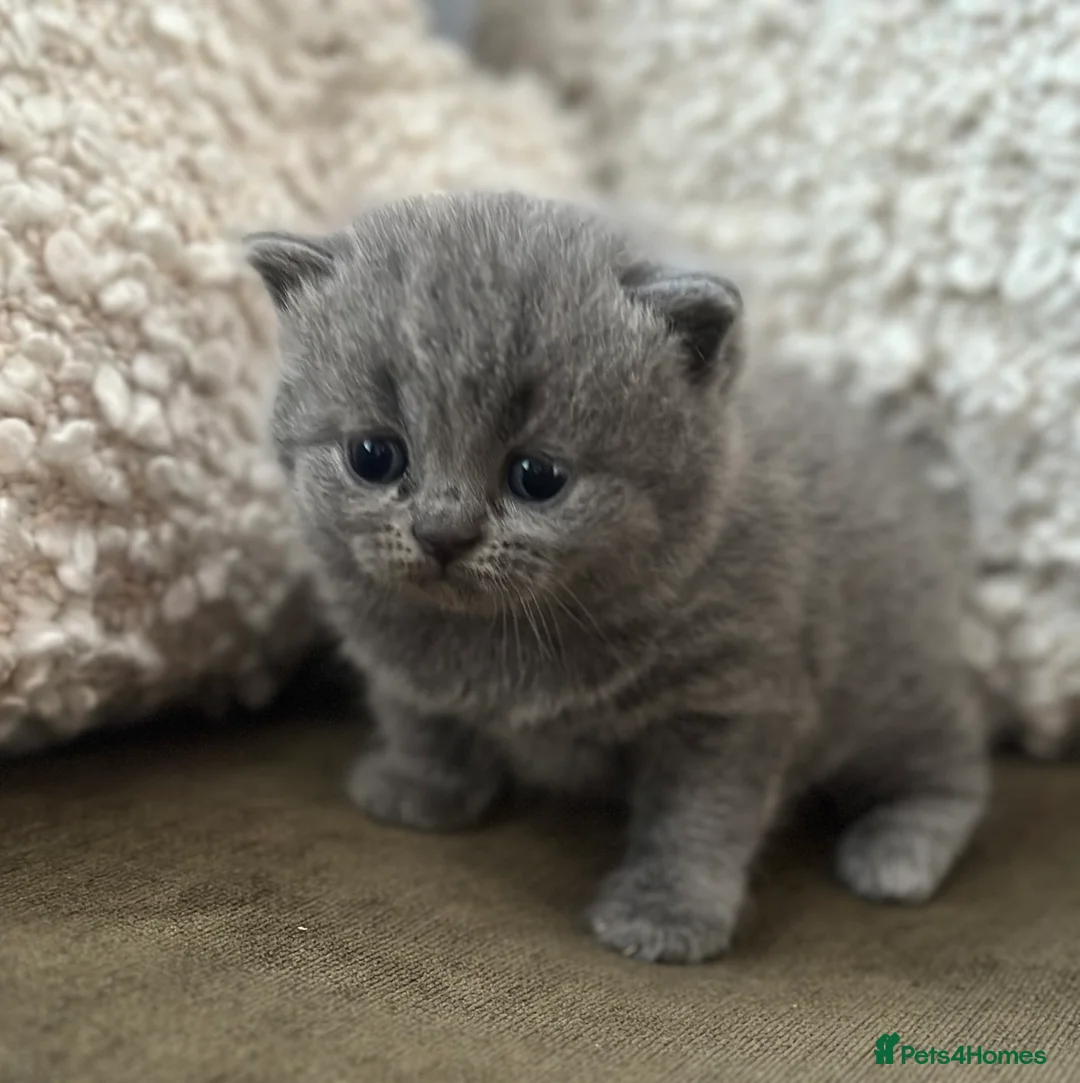 British Shorthair cats for sale: GCCF Registered British Shorthair kittens  - Advert 26