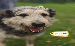 Mixed Breed dogs for adoption: 💙🐶 THEO 🐶💙 - Image 1