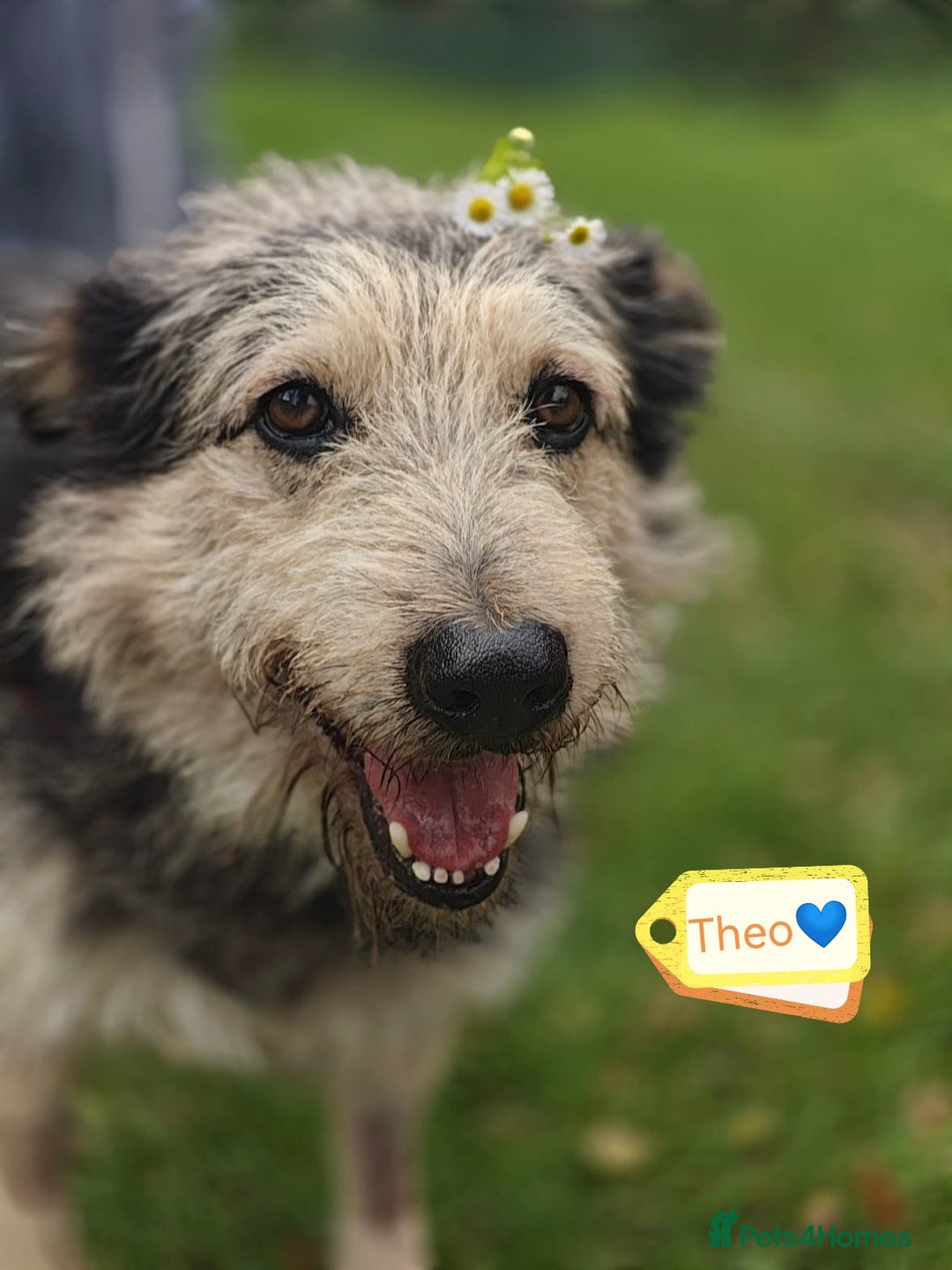 Mixed Breed dogs for adoption: 💙🐶 THEO 🐶💙 - Image 1