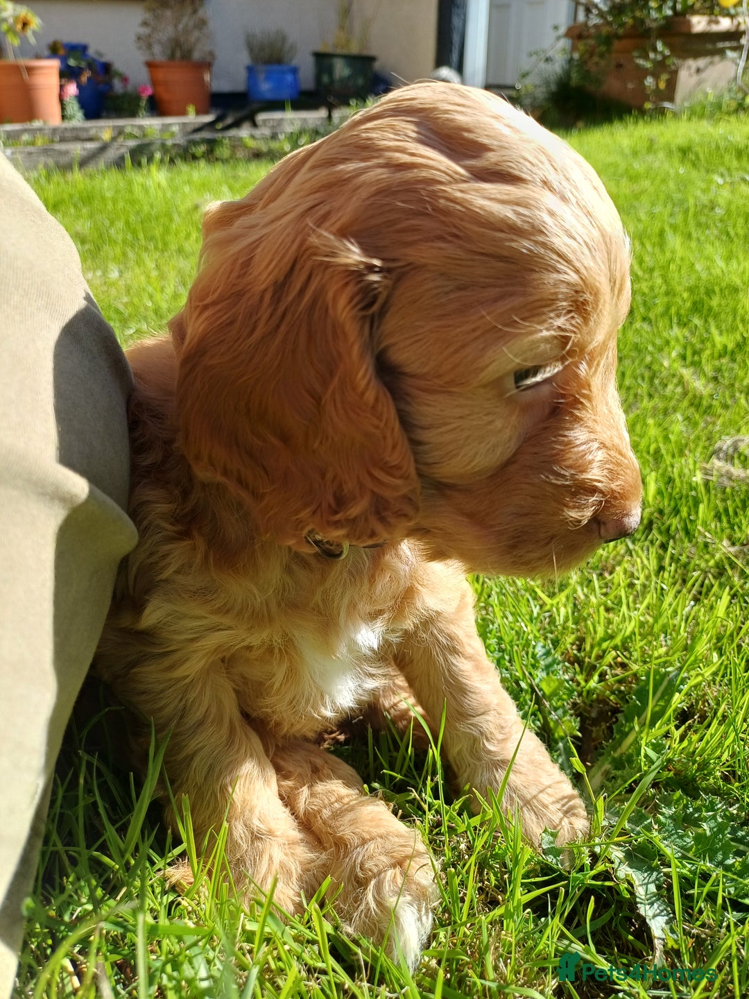 Cockapoo dogs for sale: Gorgeous cockapoo puppies F1B - Image 15