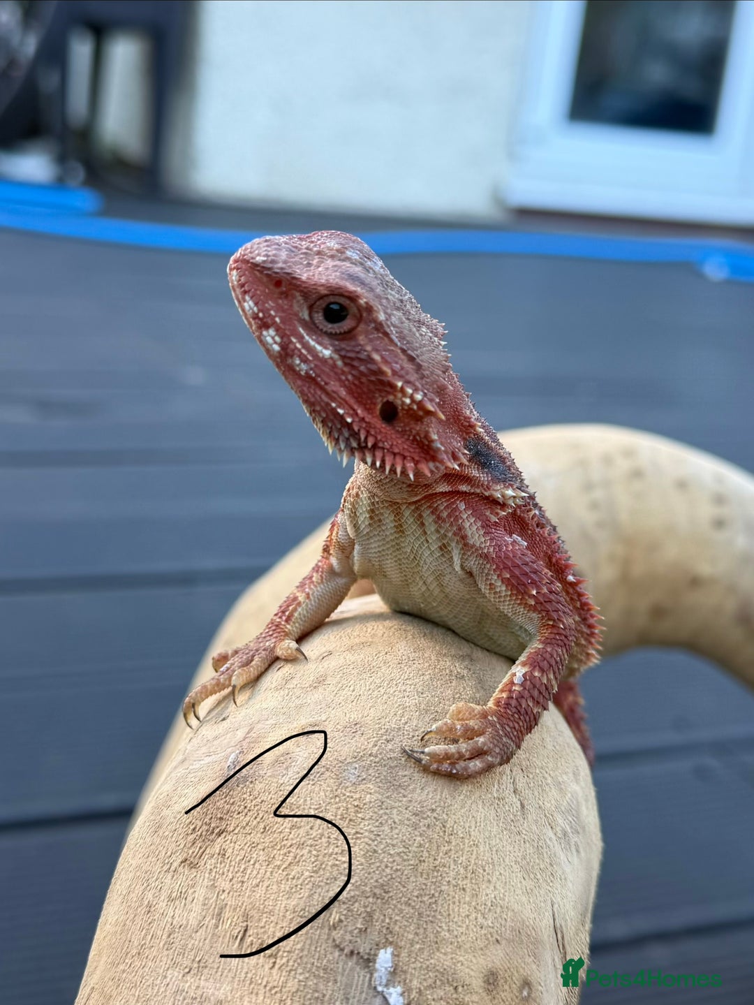 Bearded Dragon reptiles for sale: Red Monster  - Advert 6