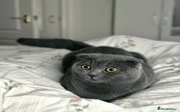 British Shorthair cats for sale: Beautiful Gentle Male British Shorthair - Image 6