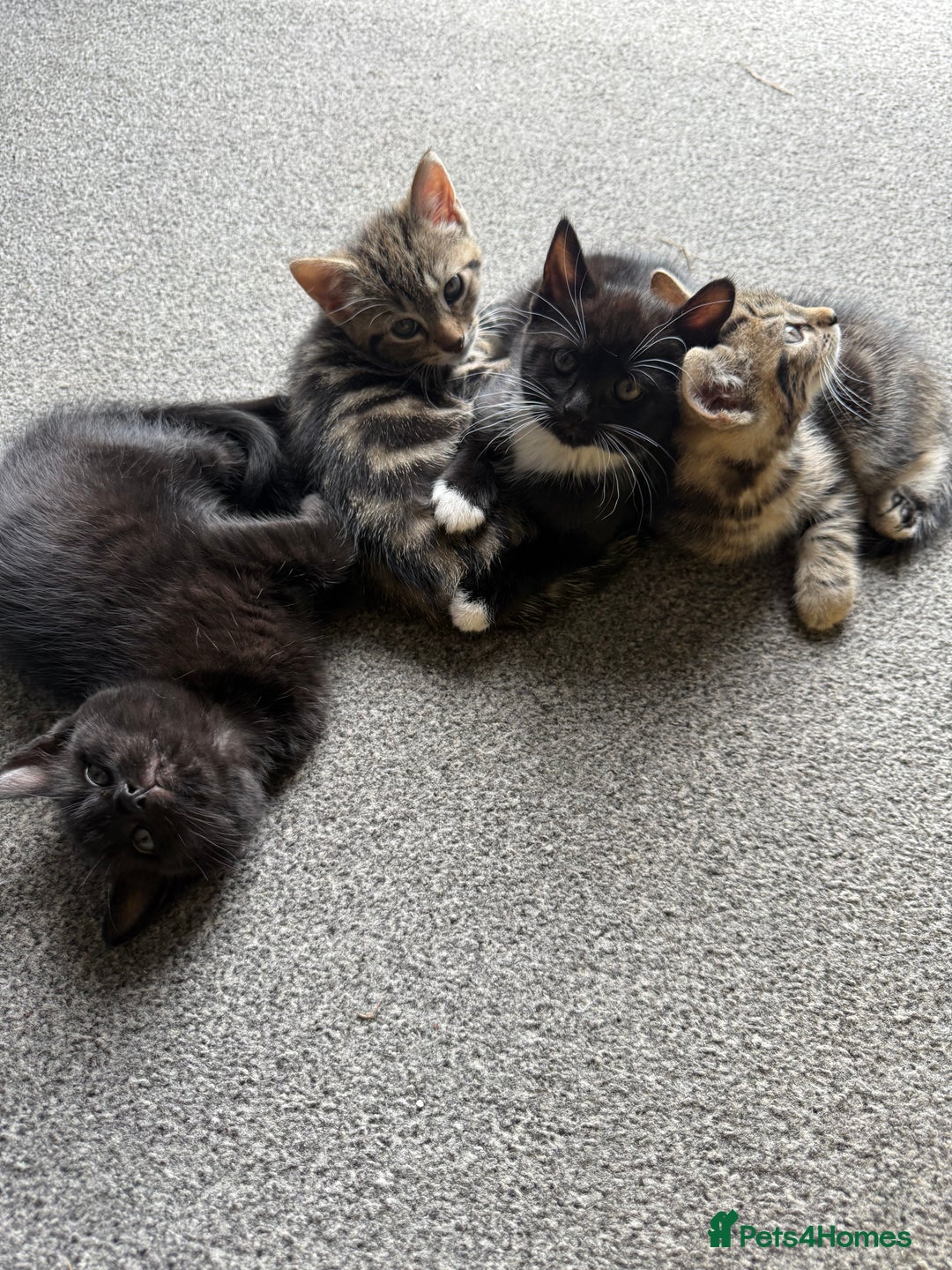British Shorthair cats for sale: Kittens for Sale - Image 9