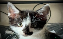 Mixed Breed cats for sale: Mixed siamese black and white male kitten - Image 1