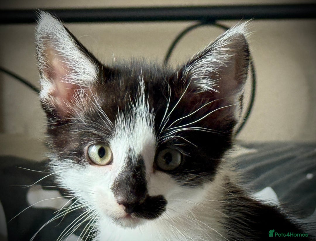 Mixed Breed cats for sale: Mixed siamese black and white male kitten - Image 1