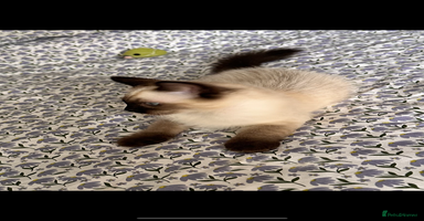 Ragdoll cats - Advert 13