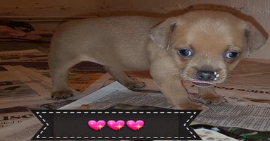 Mixed Breed dogs for sale in London - Advert 9