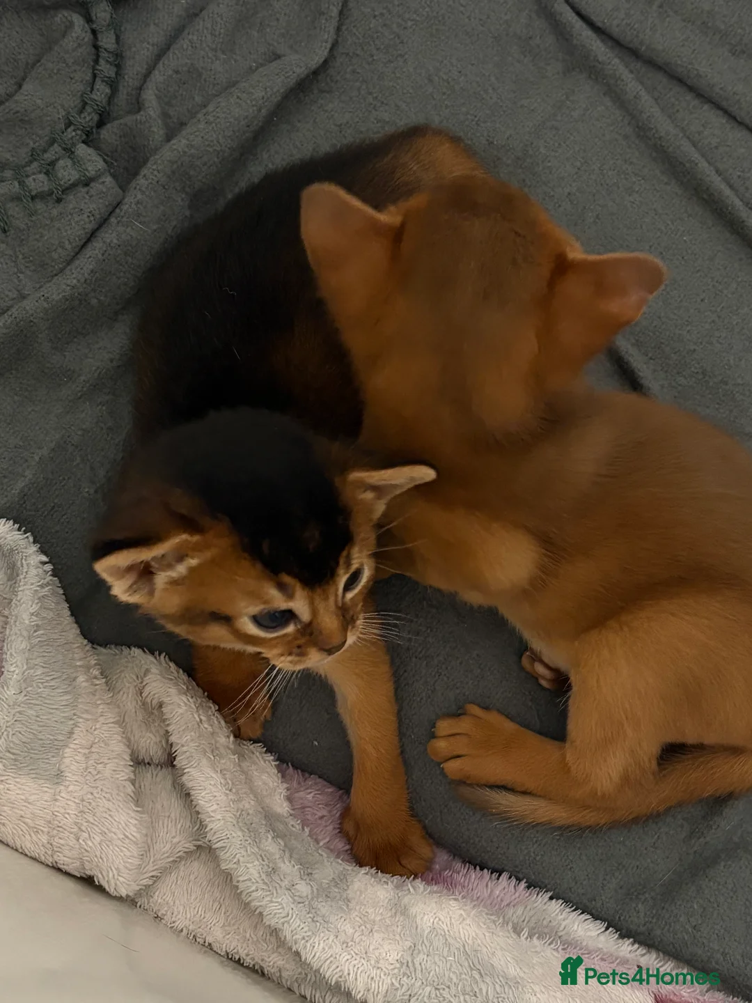 Abyssinian cats for sale: Abyssinian champion line kittens🏆 - Advert 17