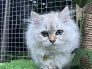 Exotic cats - Advert 1