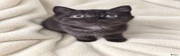 British Shorthair cats for sale: Supreme Champion Line British Shorthair Kittens - Advert 4