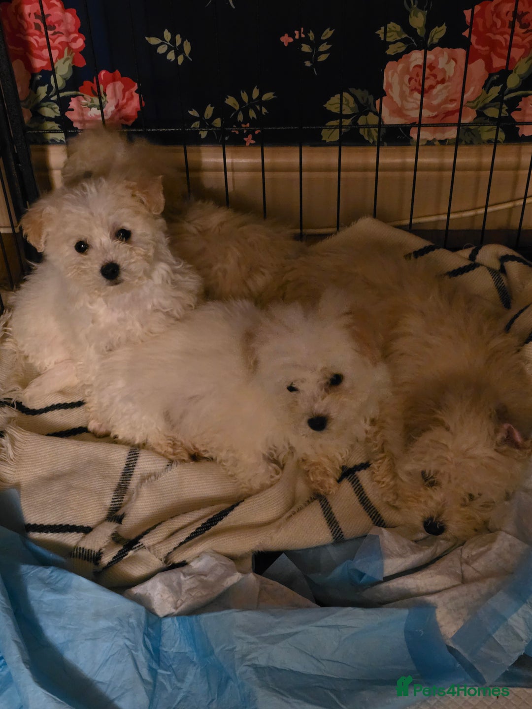 Poochon dogs for sale: Poochon  - Advert 3