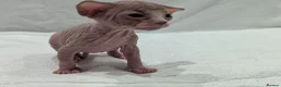 Sphynx cats for sale: ***TICA ACTIVE*** - PURE BREAD SPHYNX - AVAILABLE - Advert 7