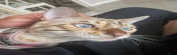 Bengal cats for stud: Proven Snow Bengal for studd in Southampton - Advert 5