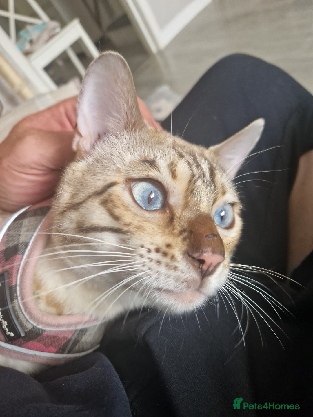 Bengal cats for stud: Proven Snow Bengal for studd in Southampton - Image 4