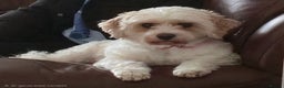 Cavapoo dogs for sale: Cavapoo Girl Age 6 Years - Advert 4