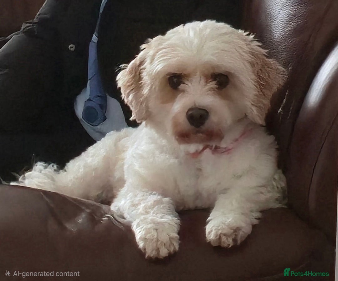 Cavapoo dogs for sale: Cavapoo Girl Age 6 Years - Advert 4