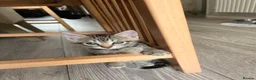 Mixed Breed cats for sale: 3 lovely Kittens for sale - Advert 4