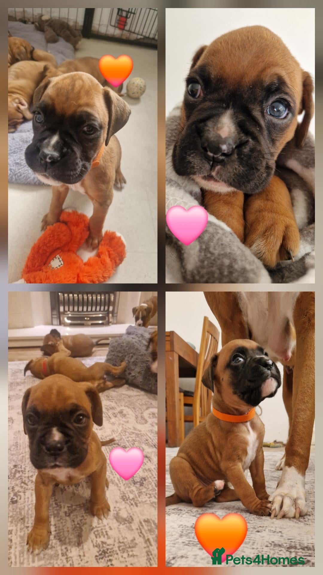 Boxer dogs *2 GORGEOUS GIRLS LEFT * Pedigree Boxer Puppies - Advert 8