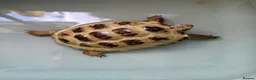Tortoise reptiles for sale: 2 Horsefield Tortoises - Advert 7