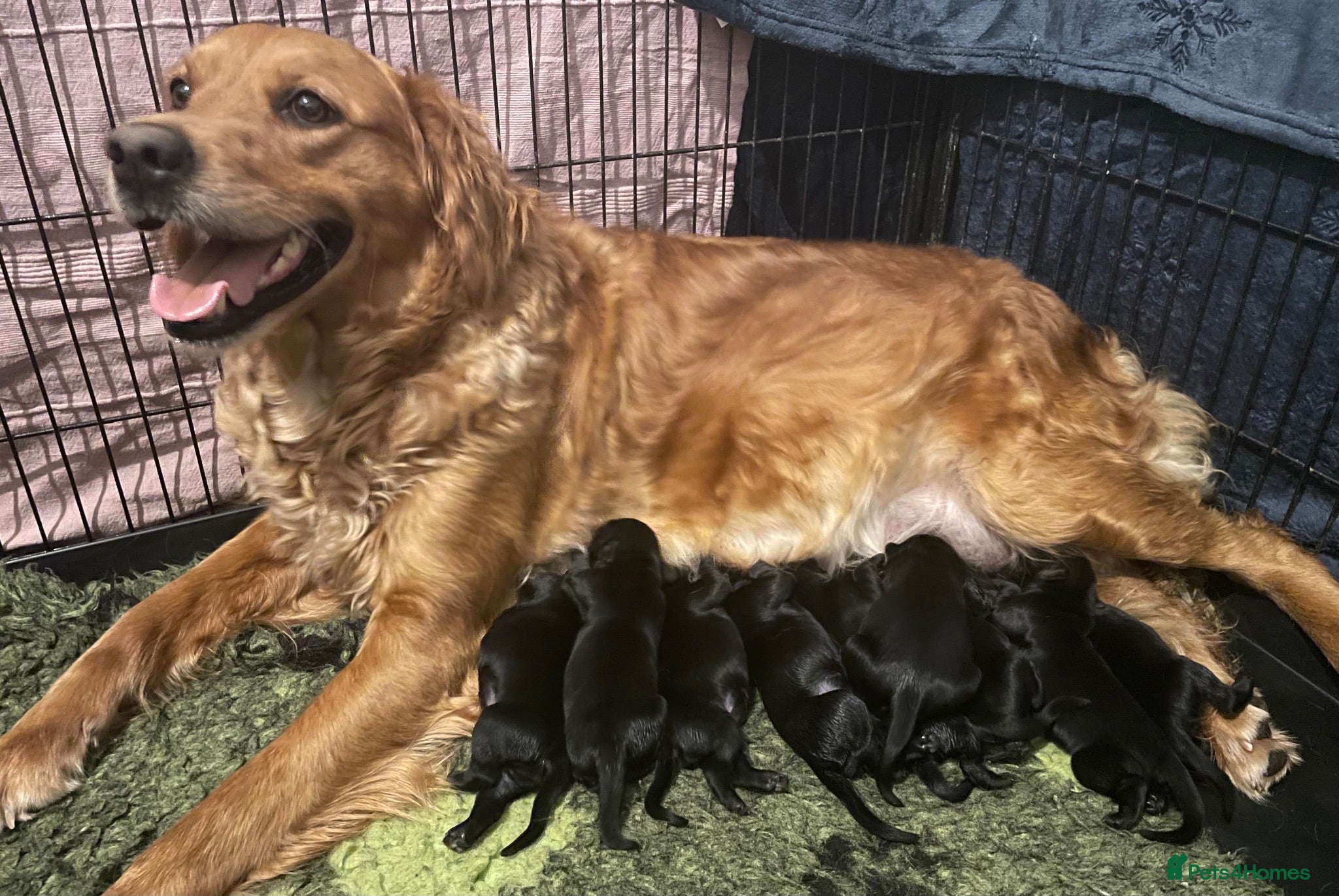 Goldador dogs Extensively health tested Goldador 5⭐️ homebreeder - Advert 3