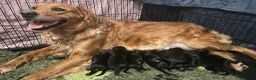 Goldador dogs for sale: Extensively health tested Goldador 5⭐️ homebreeder - Advert 1