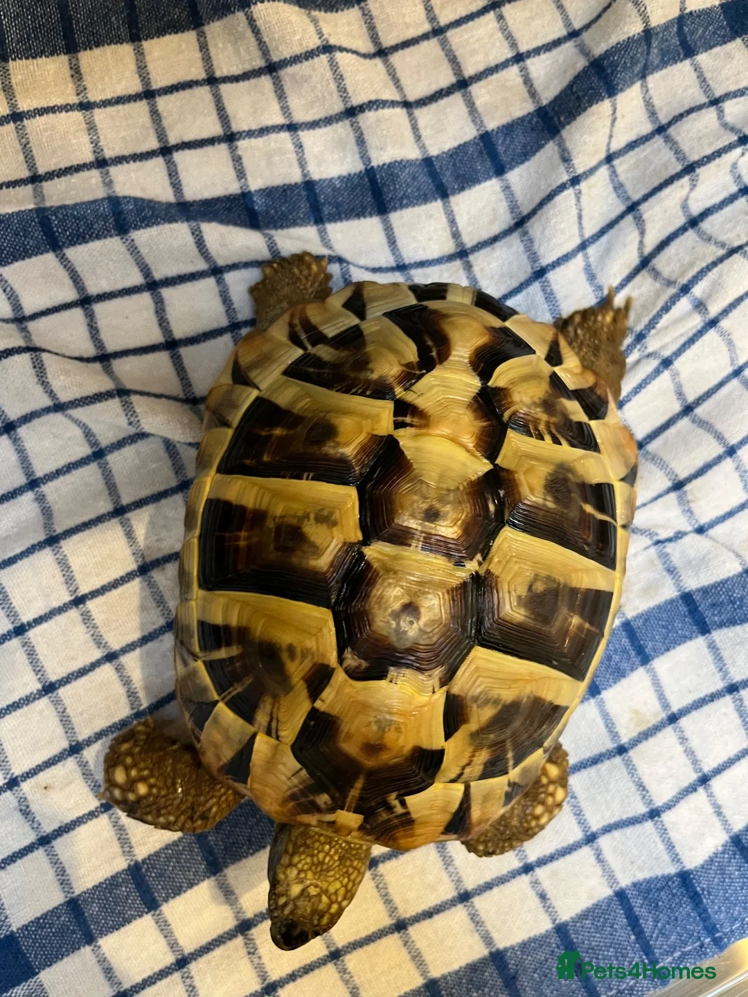 Hermann Tortoise reptiles for sale: Hermann tortoise in Sale - Advert 2