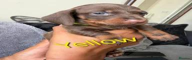 Dachshund 6