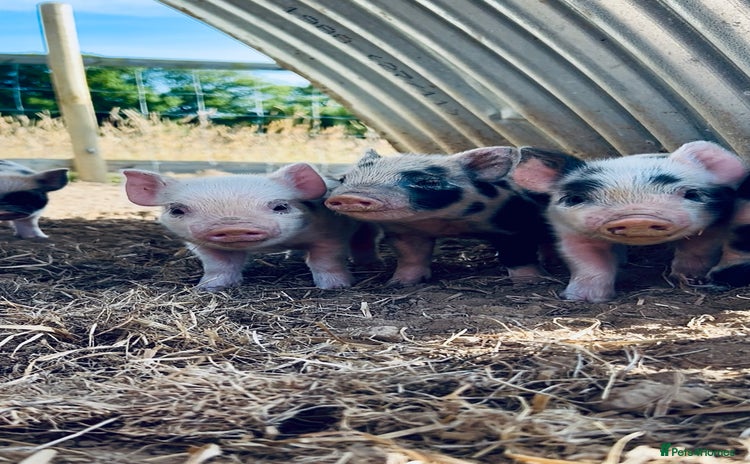 Pig livestock - Advert 12