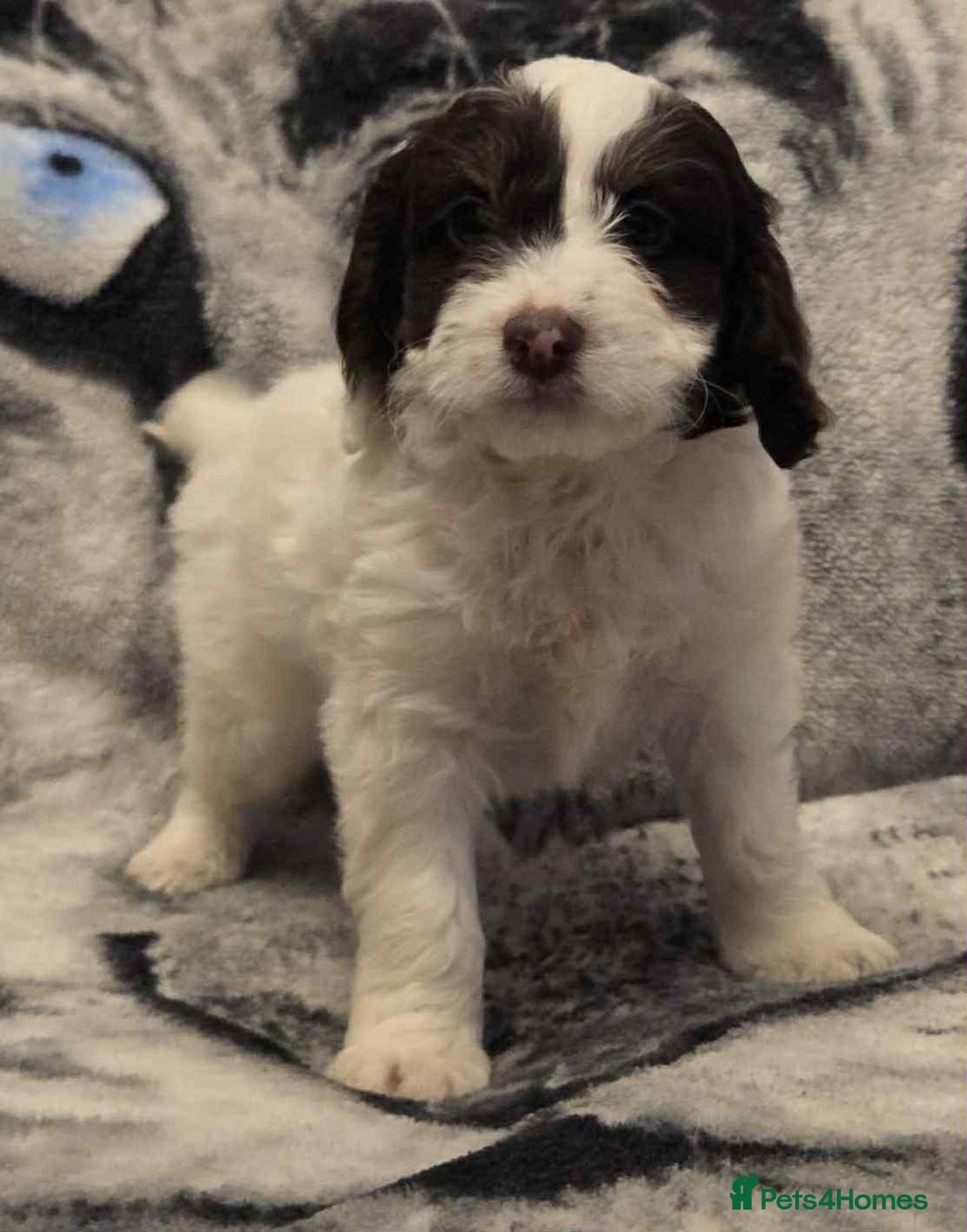 Cockapoo dogs for sale: F1 Merle cockerpoo  - Advert 15